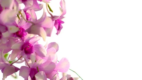 Close-up nature flower on white Stock Footage 124640283