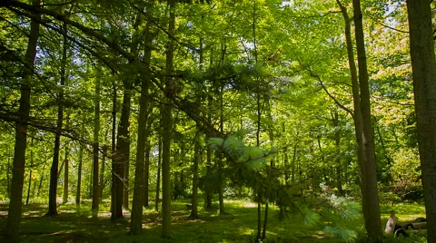 Up close with nature Stock Footage 44536761