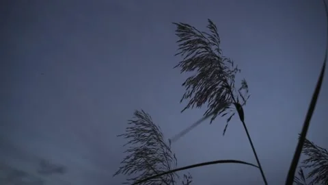 Close up nature Stock Footage 234729752