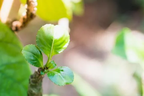 Close up nature of green leaf Stock Photos