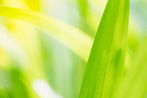 Close up nature of green leaf Foto stock