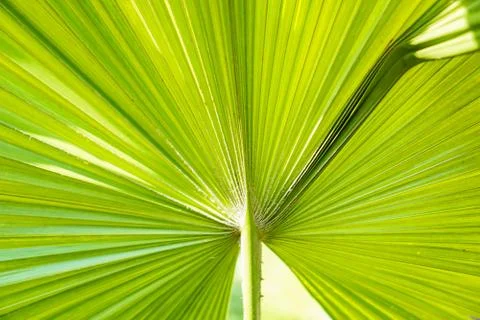 Close-up nature green leaf texture background with light in the back Foto stock
