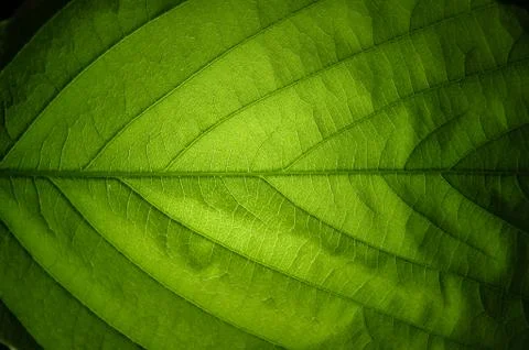 Close-up nature green leaf texture background with light in the back Stock Photos