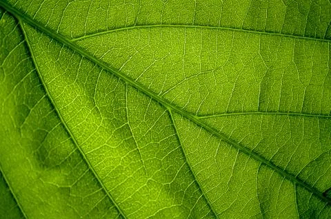 Close-up nature green leaf texture background with light in the back Stock Photos