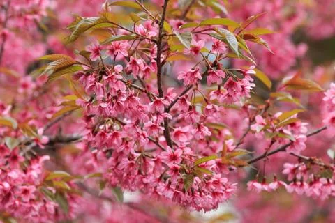 Close up nature Stock Photos