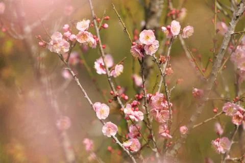 Close up nature Stock Photos