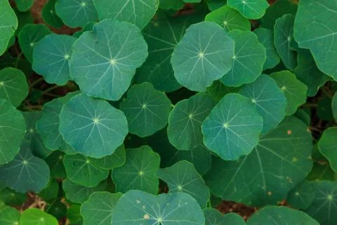 Close up nature Stock Photos