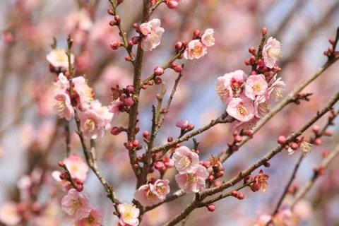 Close up nature Stock Photos