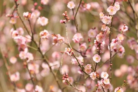 Close up nature Stock Photos