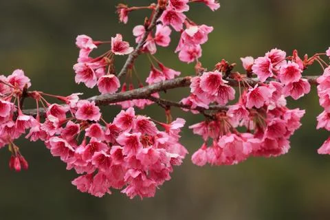 Close up nature Stock Photos