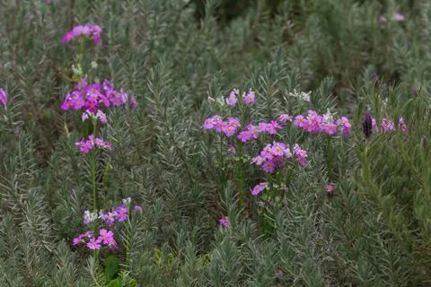 Close up nature Stock Photos