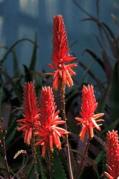Close up nature Stock Photos