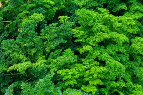 Close up nature Stock Photos