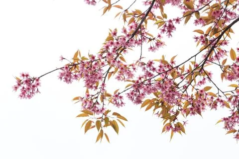 Close up nature Stock Photos