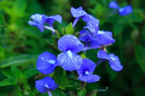 Close up nature Stock Photos