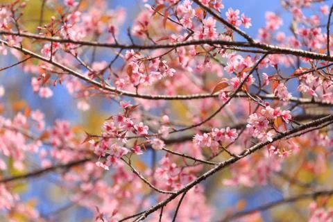 Close up nature Stock Photos