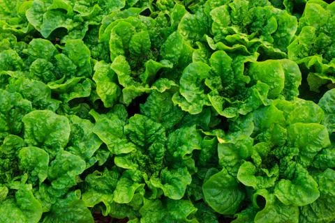 Close up nature Stock Photos