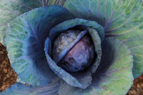 Close up nature Stock Photos