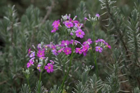 Close up nature Stock Photos