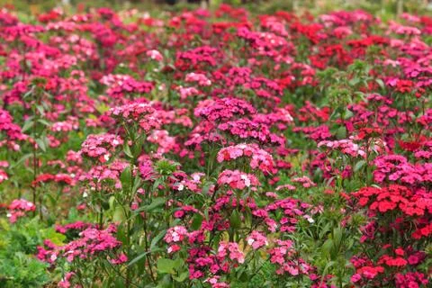 Close up nature Stock Photos