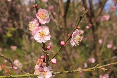 Close up nature Stock Photos