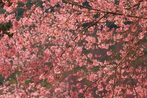 Close up nature Stock Photos