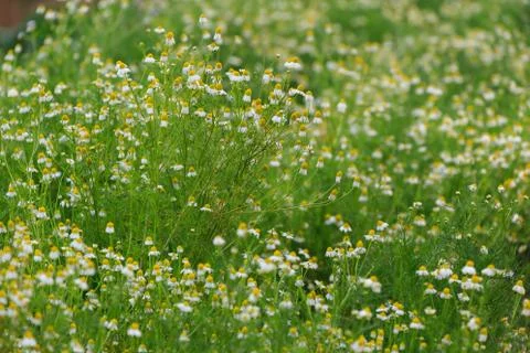 Close up nature Stock Photos