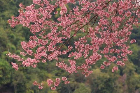 Close up nature Stock Photos