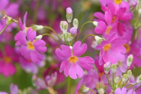 Close up nature Stock Photos