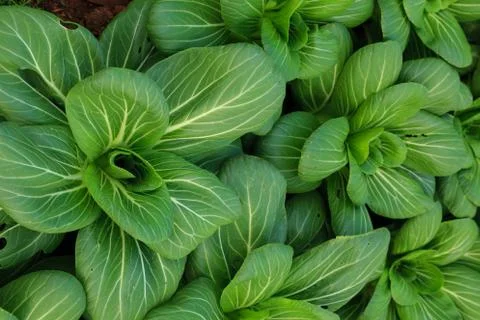 Close up nature Stock Photos