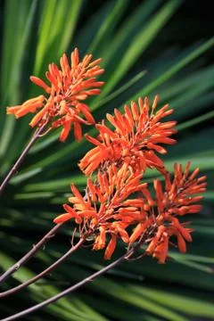 Close up nature Stock Photos