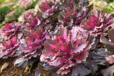 Close up nature Stock Photos