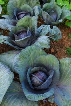 Close up nature Stock Photos