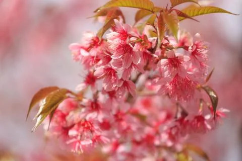 Close up nature Stock Photos