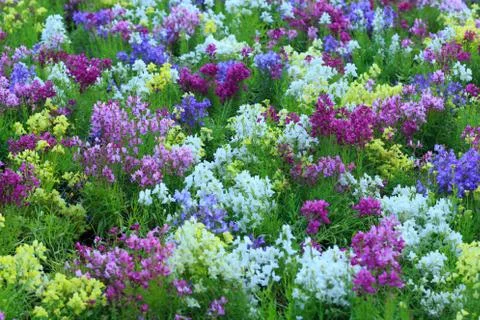 Close up nature Stock Photos