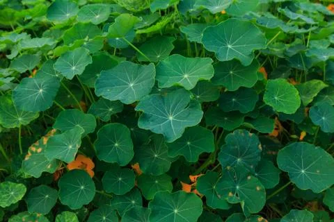 Close up nature Stock Photos