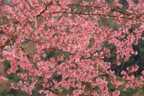 Close up nature Stock Photos