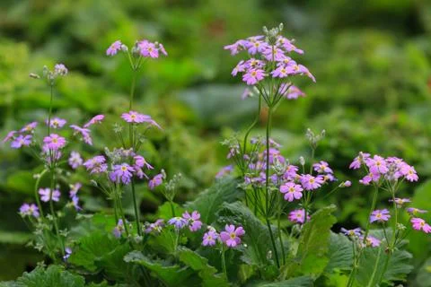 Close up nature Stock Photos