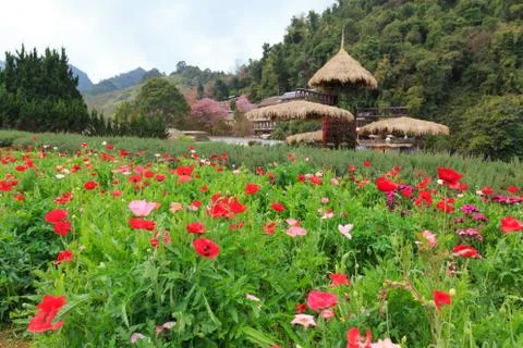 Close up nature Stock Photos