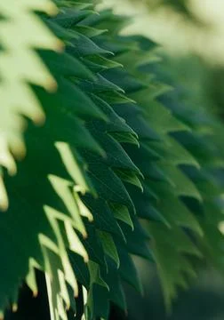 Close up of nature Stock Photos