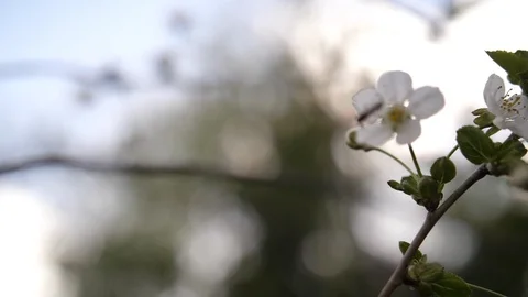Close up nature shot of british spring blossom white flowers with an insect Stock Footage 90765323