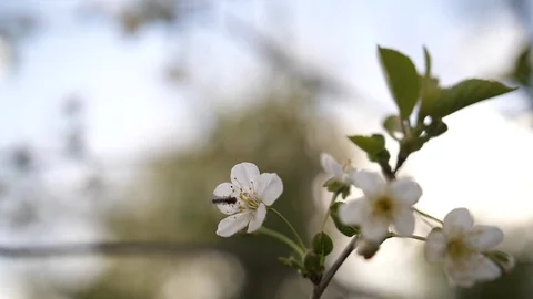 Close up nature shot of british spring blossom flowers with an insect  Stock Footage 90767030
