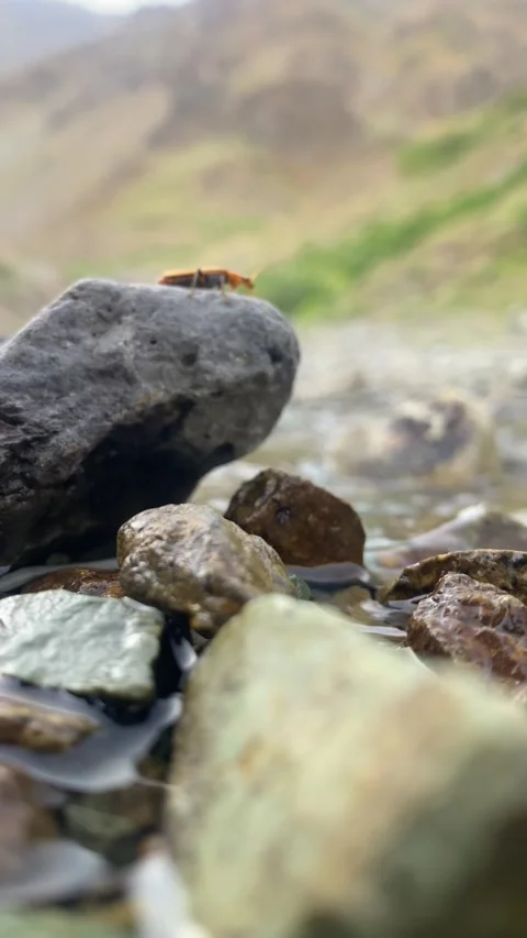 Close-up Nature Shot of Insect on River Rock – 4K Macro Video Stock Footage 313454963