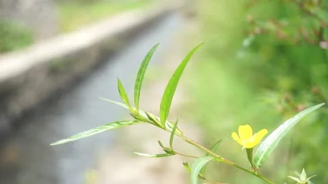 Close-up nature video scene of beautiful wild yellow flowers blowing 库存影片 213966917
