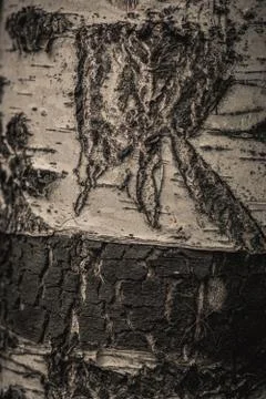 Close up nature view of bark tree on blurred texture in forest, wallpaper Stock Photos