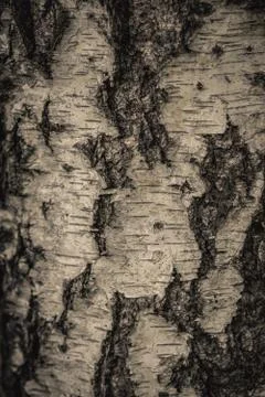 Close up nature view of bark tree on blurred texture in forest, wallpaper Stock Photos