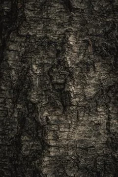 Close up nature view of bark tree on blurred texture in forest, wallpaper Stock Photos