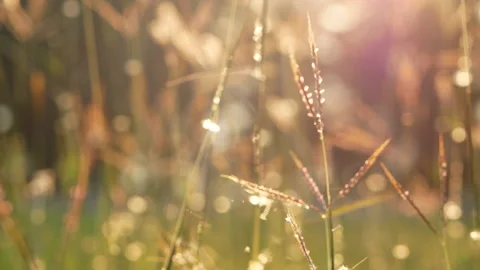 Close up of nature view grass on blurred green leaf background under sunlight. Video stock 143990348