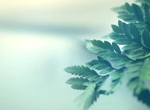 Close up of nature view green leaf on blurred greenery background under sunli Stock Photos