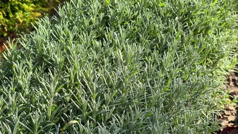 Close-up of a neatly trimmed border of silvery-green, drought-tolerant lavender, Stock Footage 320671904